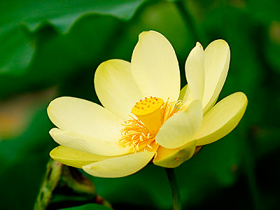 Tìm hiểu ý nghĩa của hoa sen vàng trong đời sống và phong thủy